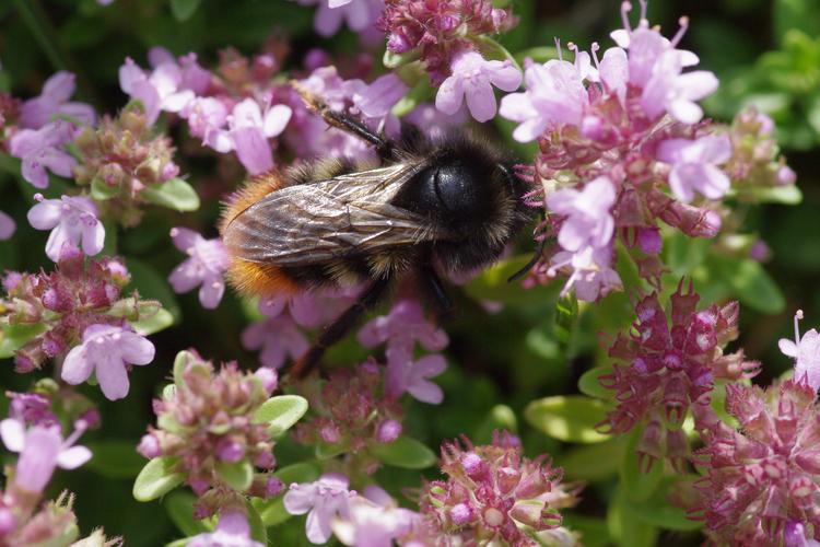 Bombus (Psithyrus) rupestris.