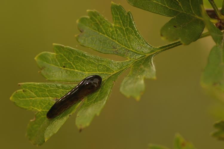 Caliroa cerasi.