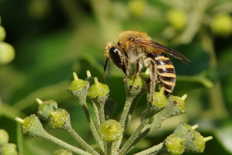 Colletes hederae.