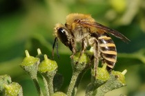 Colletes hederae