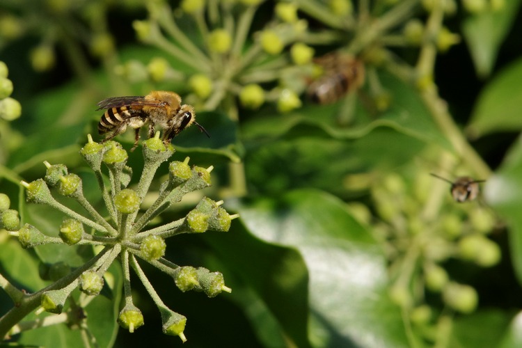 Colletes hederae.