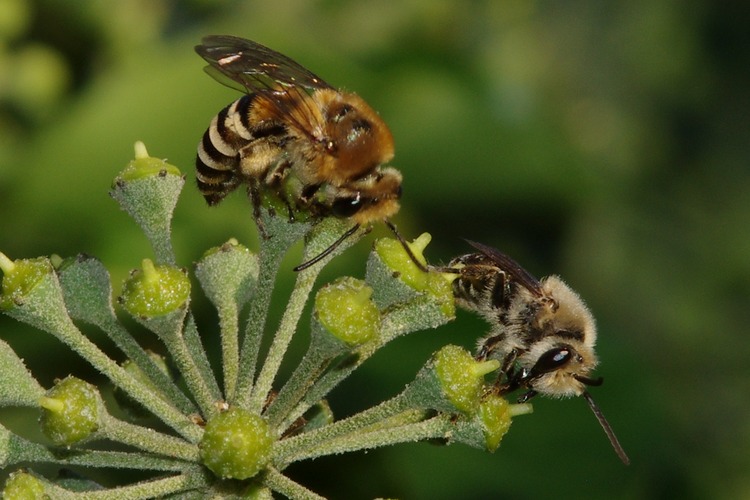 Colletes hederae.