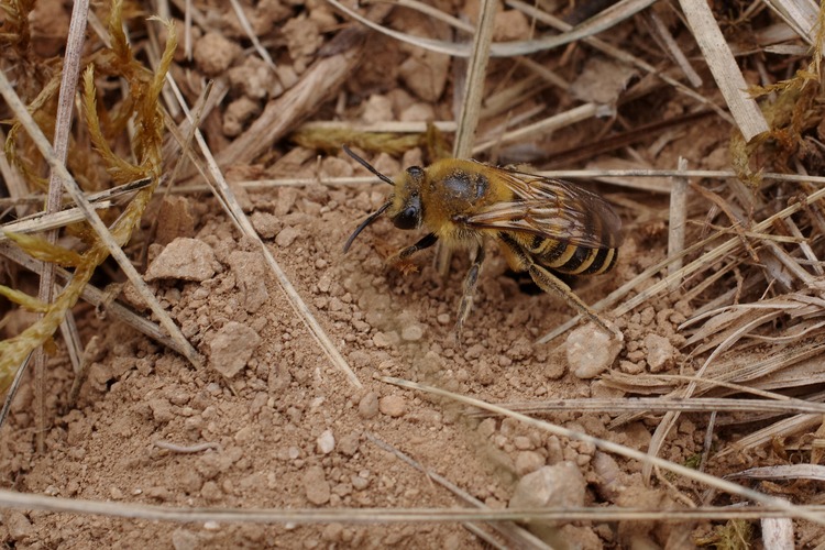 Colletes hederae.