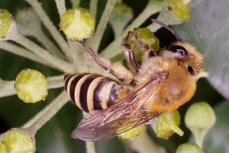 Colletes hederae.