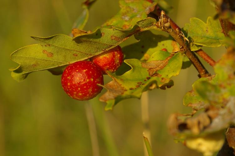 Cynips quercusfolii.