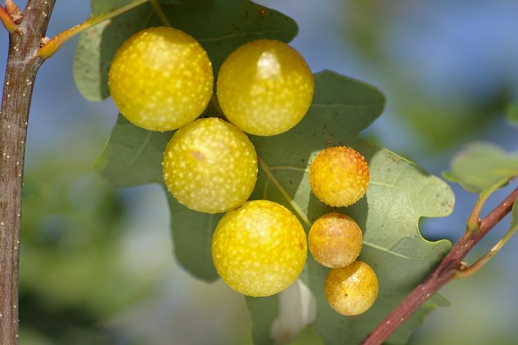 Cynips quercusfolii.