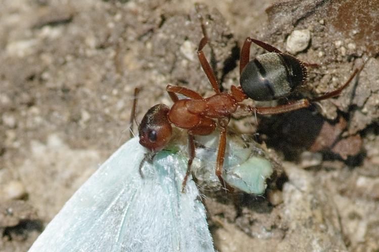 Formica sanguinea.