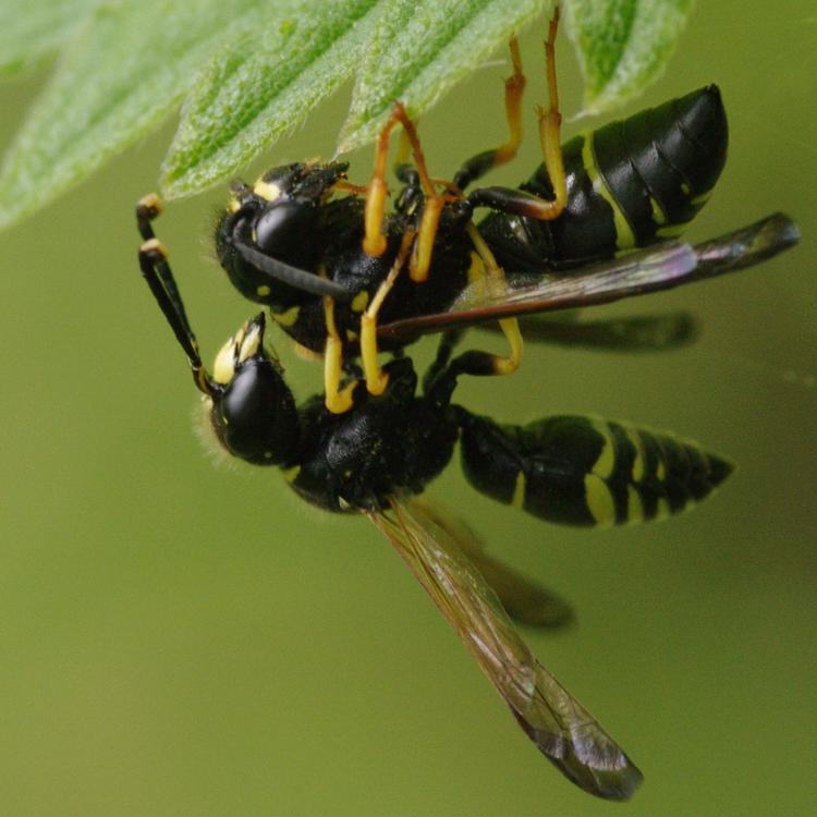 Gymnomerus laevipes.