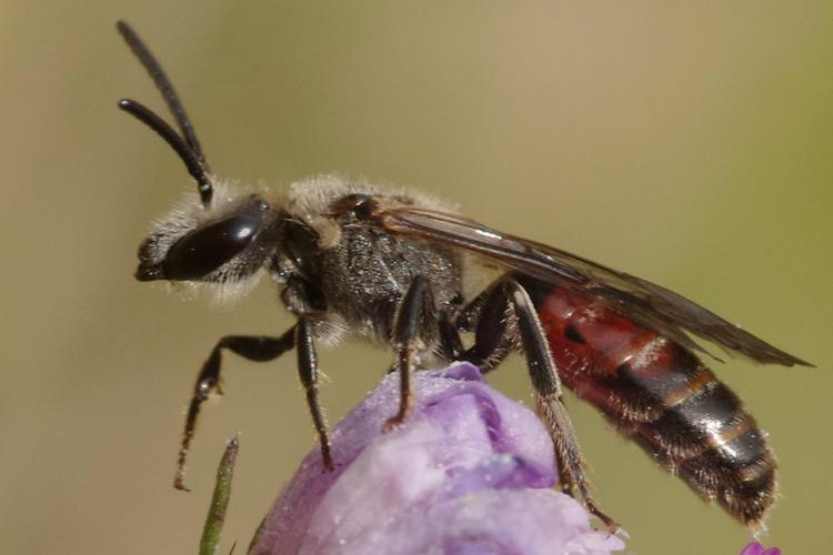 Lasioglossum nigripes.