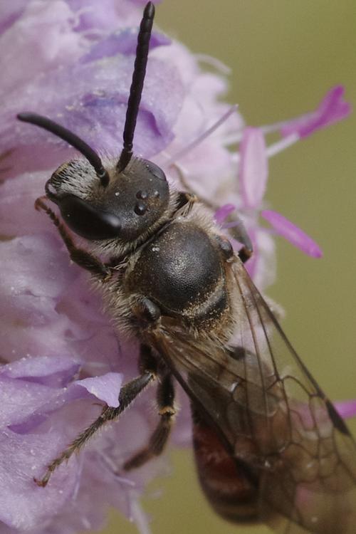 Lasioglossum nigripes.