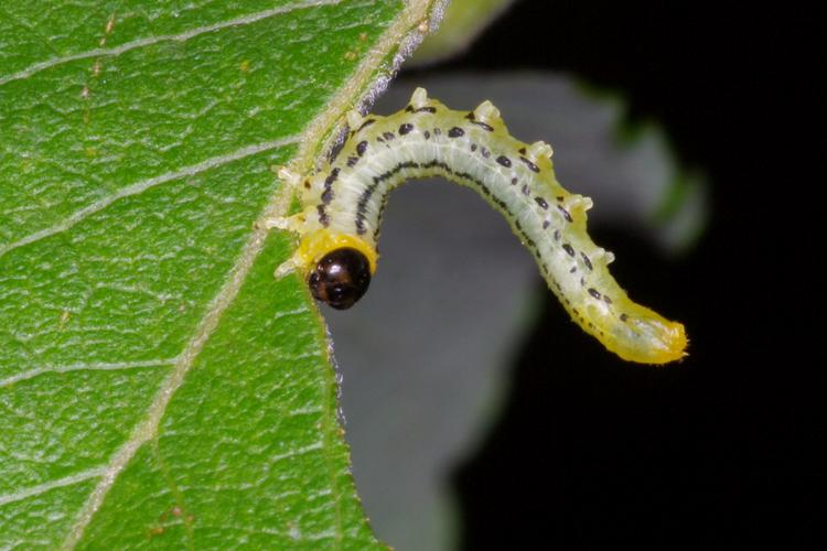 Nematus pavidus.