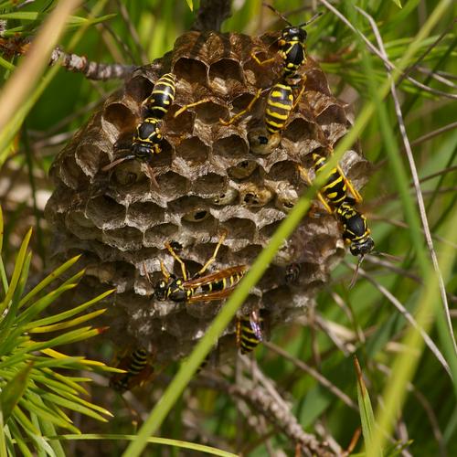 Polistes nimpha.