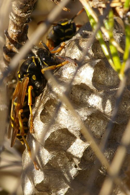 Polistes nimpha.