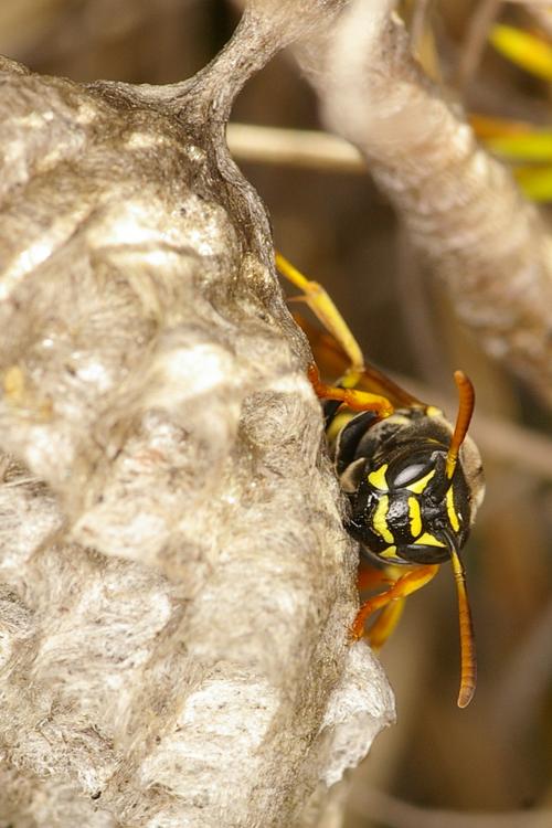 Polistes nimpha.