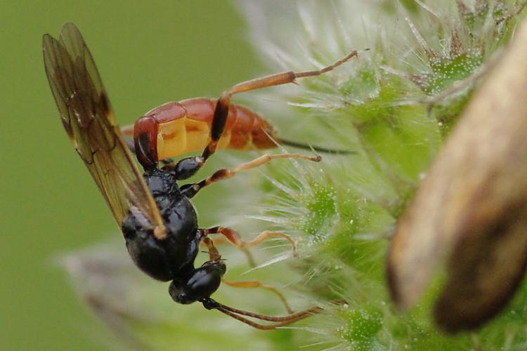 Stilbops ruficornis.