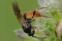 Stilbops ruficornis.