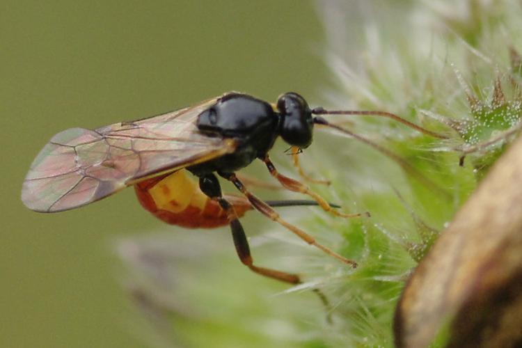 Stilbops ruficornis.