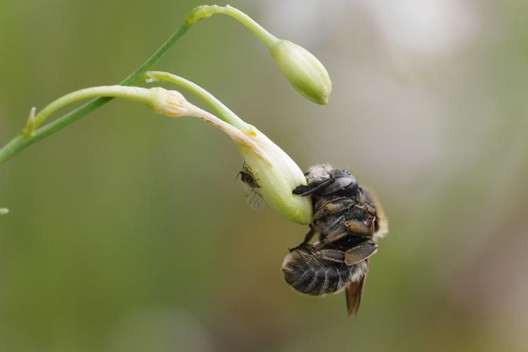 Trachusa byssina.