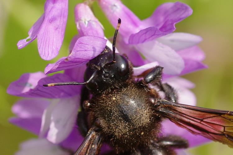 Xylocopa violacea.