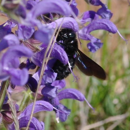 Xylocopa violacea.