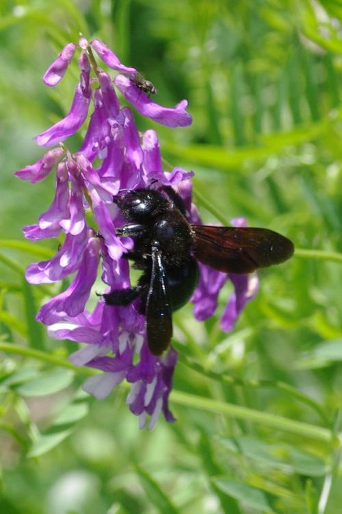 Xylocopa violacea.