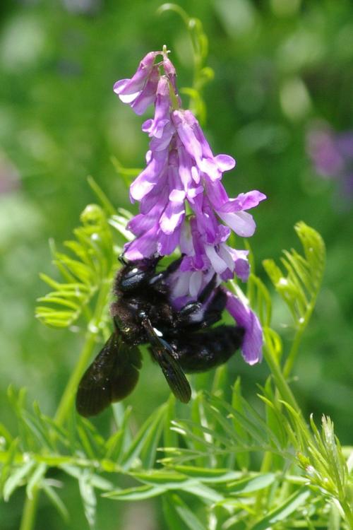 Xylocopa violacea.