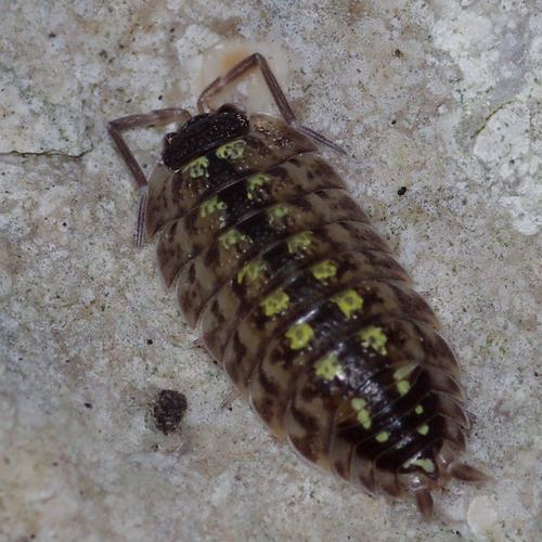 Porcellio spinicornis.