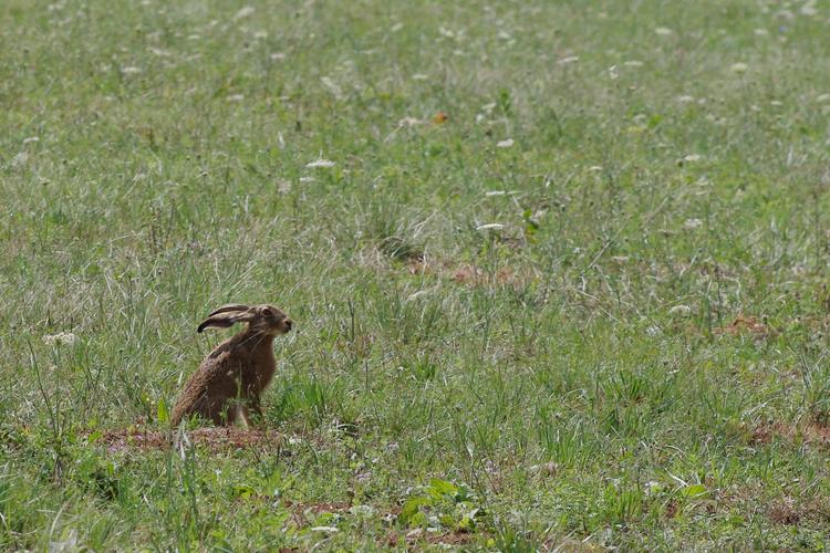 Lepus europaeus.