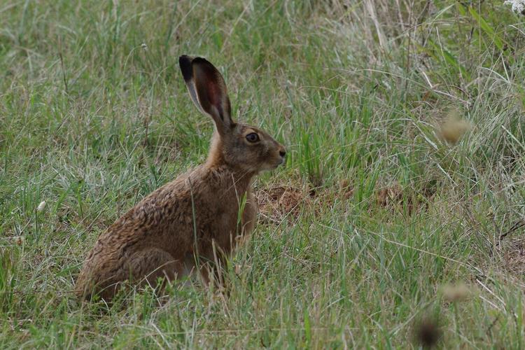 Lepus europaeus.