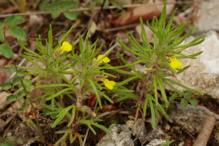 Ajuga chamaepitys.