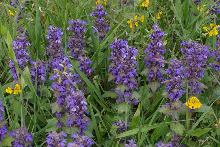 Ajuga genevensis.