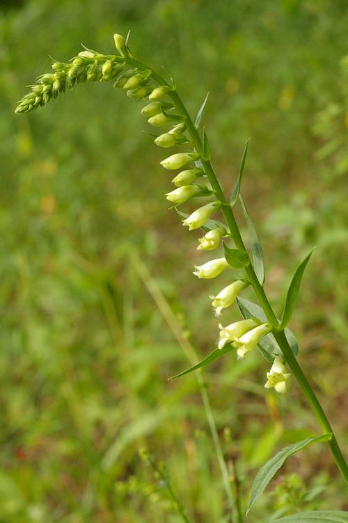 Digitalis lutea.