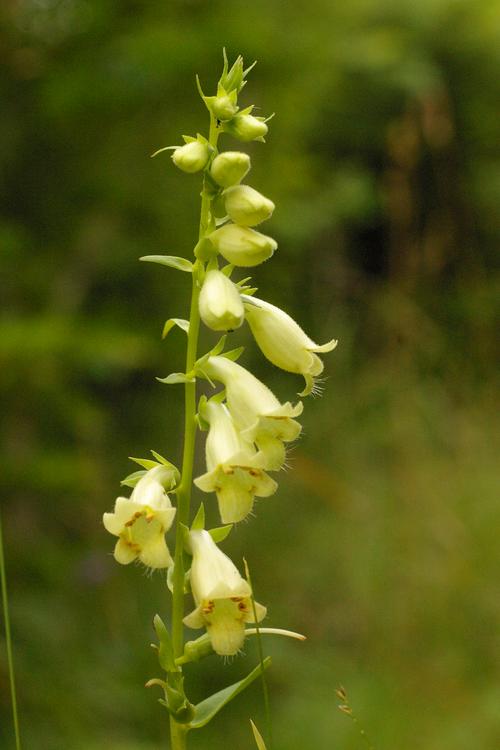 Digitalis lutea.