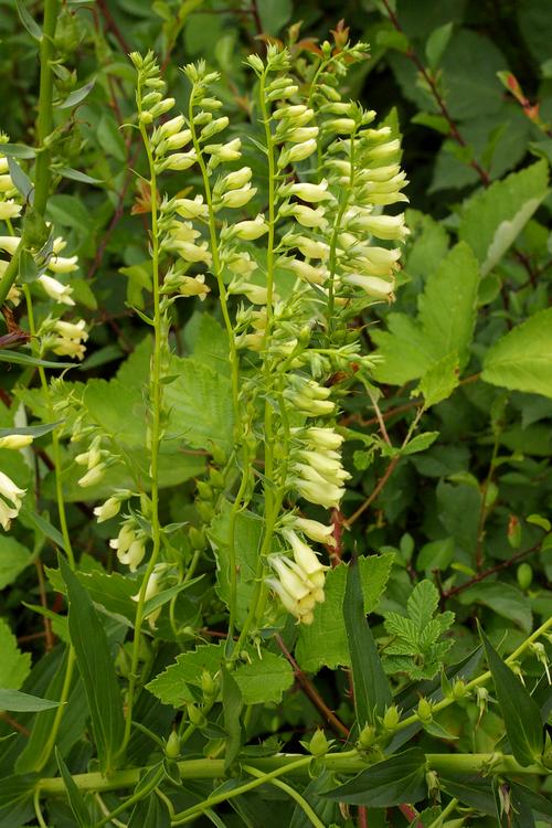 Digitalis lutea.