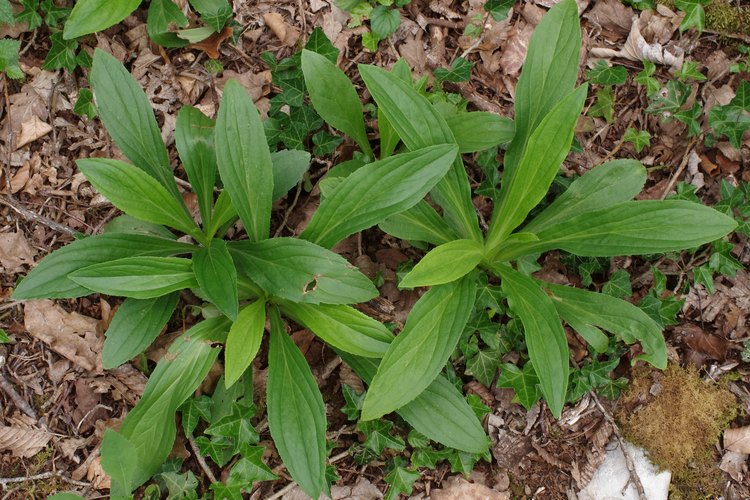 Digitalis lutea.