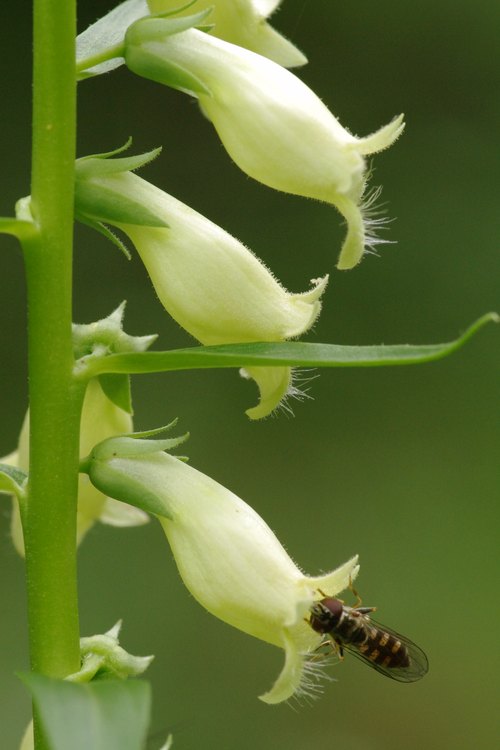 Digitalis lutea.