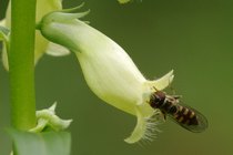 Digitalis lutea