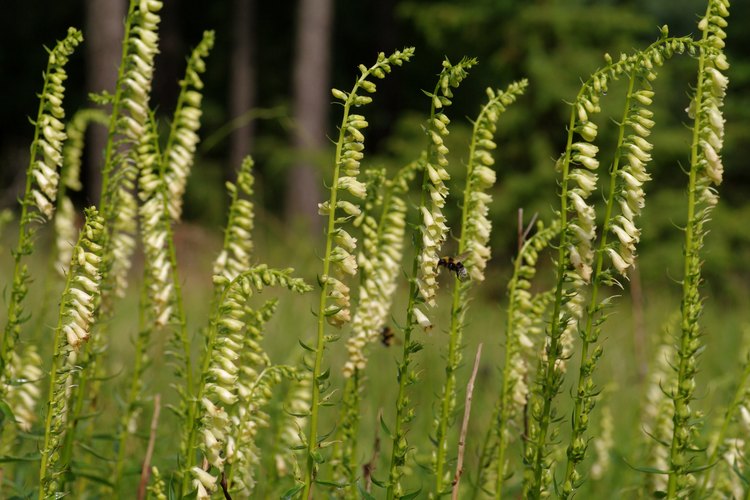 Digitalis lutea.