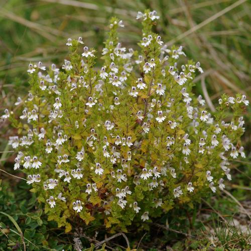 Euphrasia officinalis.