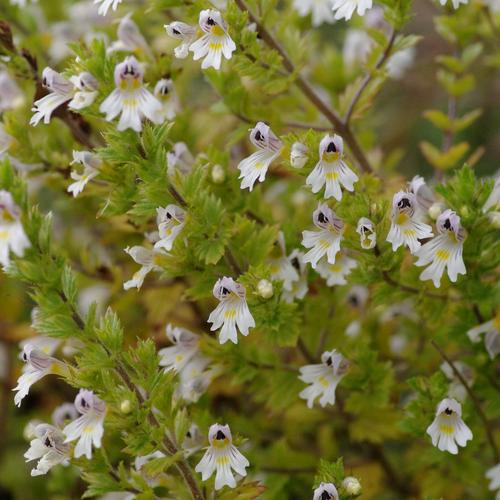 Euphrasia officinalis.