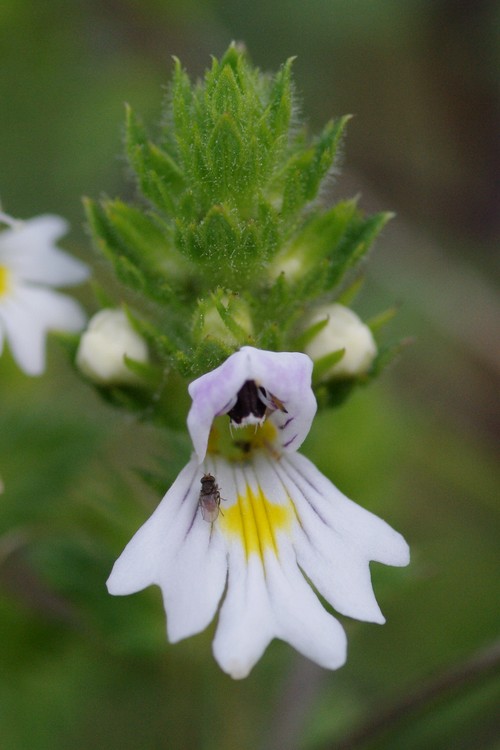 Euphrasia officinalis.