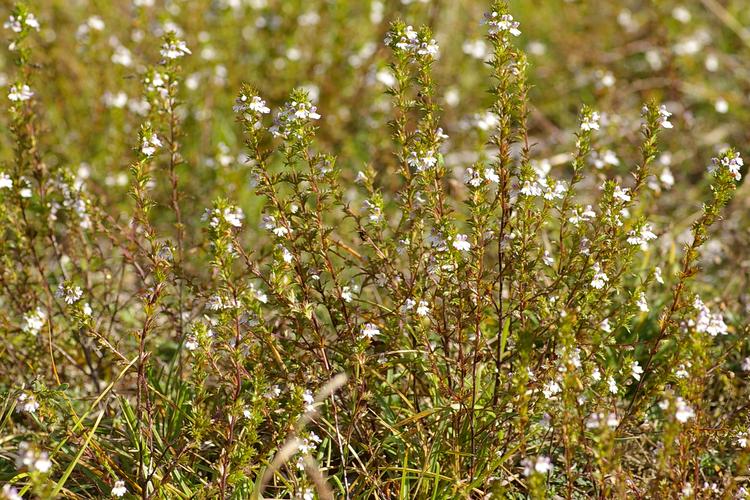 Euphrasia salisburgensis.