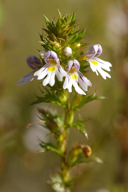 Euphrasia salisburgensis.