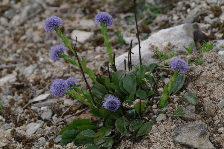 Globularia.