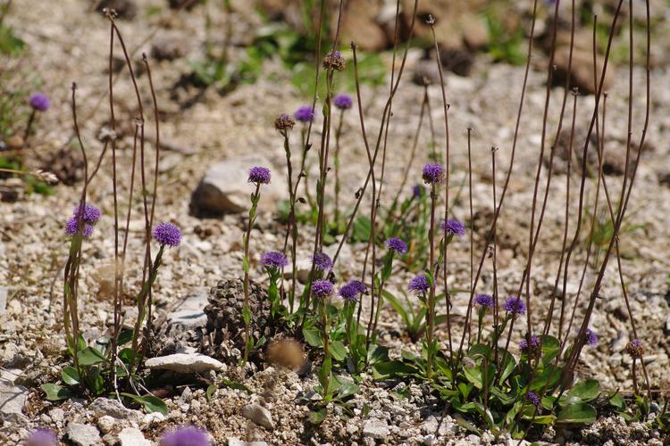 Globularia.