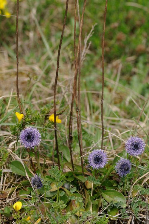 Globularia.