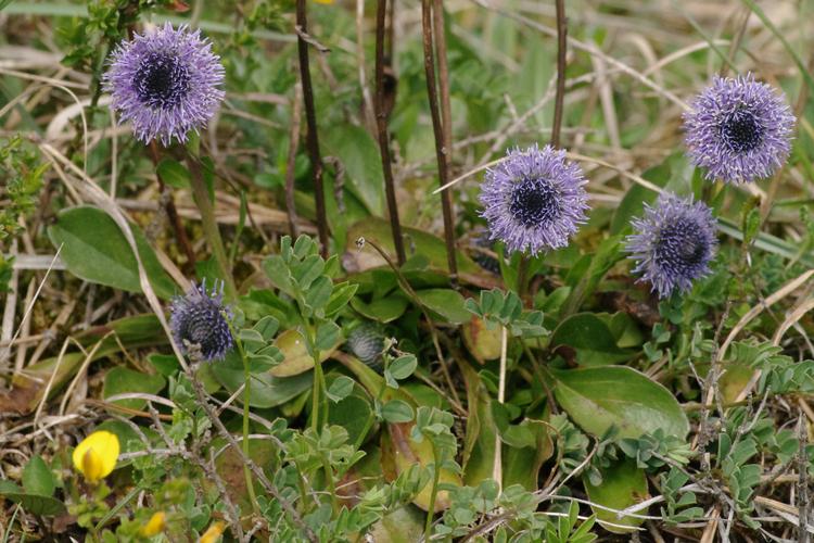 Globularia.