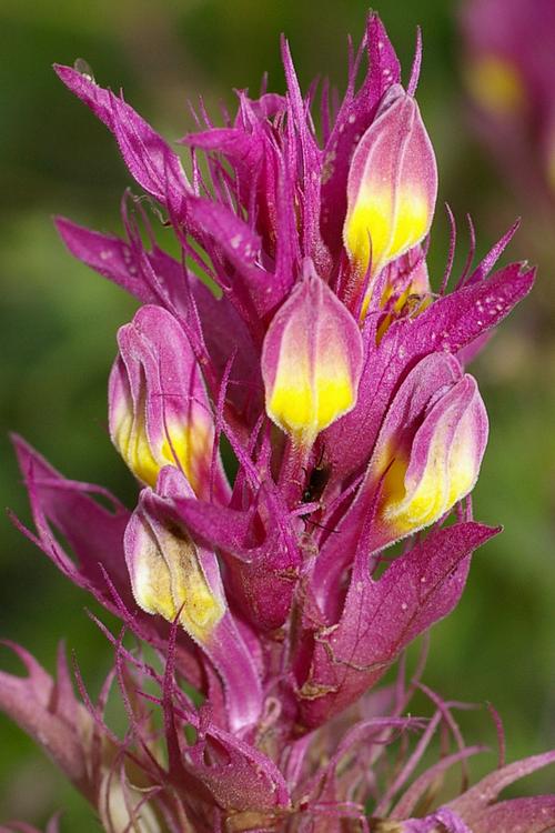 Melampyrum arvense.