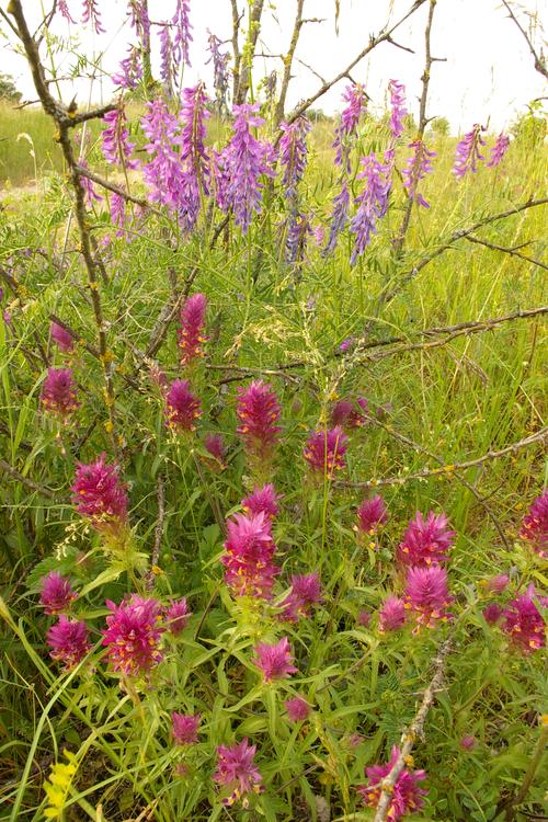 Melampyrum arvense.