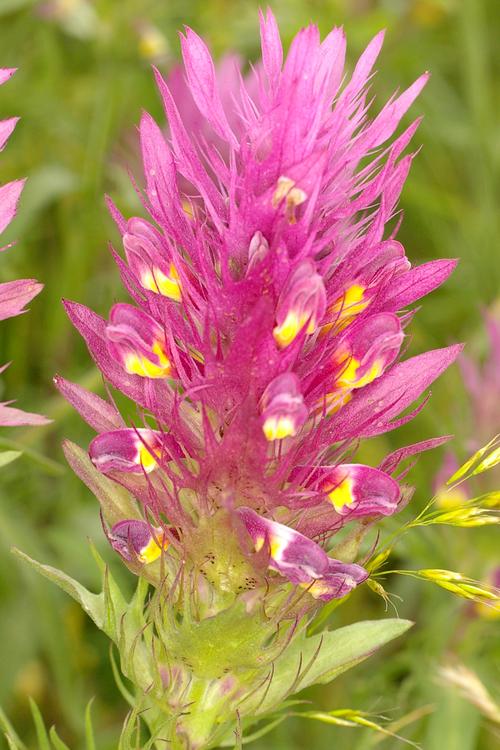 Melampyrum arvense.